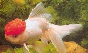 金魚人工擠卵后如何換水