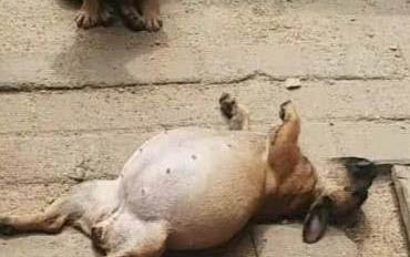 小狗打過犬瘟疫苗還會得細小嗎?