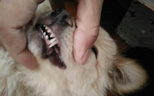 格力犬坐月子注意事項