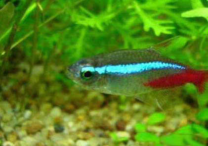 紅綠燈魚多久沒餓不死