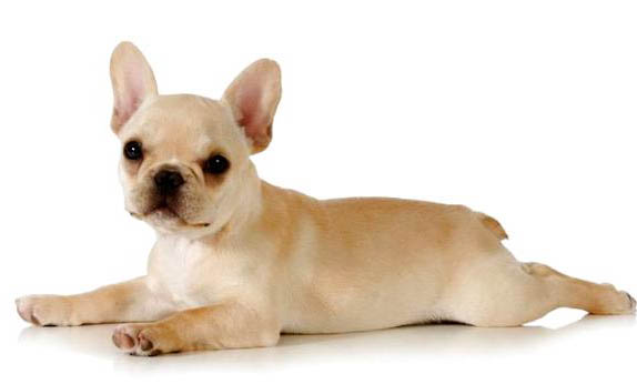 幼犬為何會得細(xì)小
