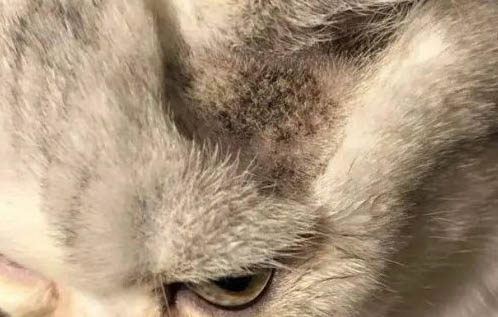 貓咪為什么會得腎病呢