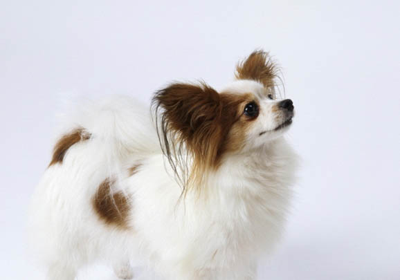 蝴蝶犬多少錢一只純種