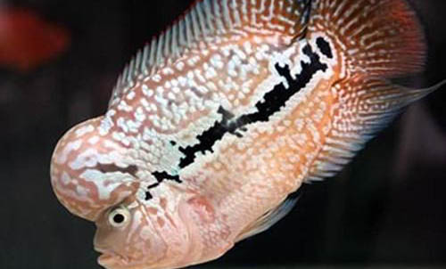 什么觀賞魚好看又好養(yǎng)