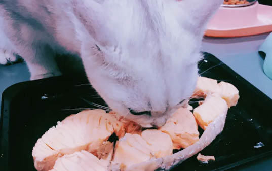 狗狗長期吃三文魚邊角料好嗎