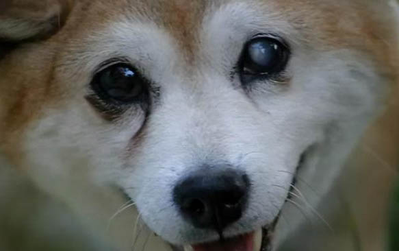 所有犬種智商排名