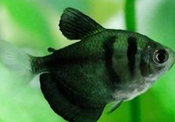 金魚(yú)在魚(yú)缸里產(chǎn)卵后怎么做