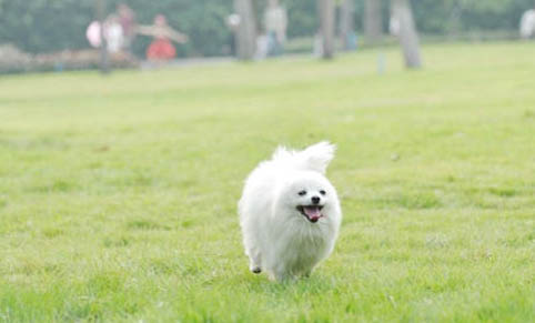 博美犬和泰迪哪個好