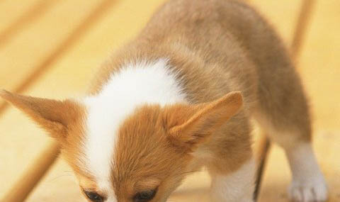 怎么防止幼犬吃屎