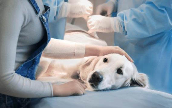 一般犬瘟挺過多久就算好了