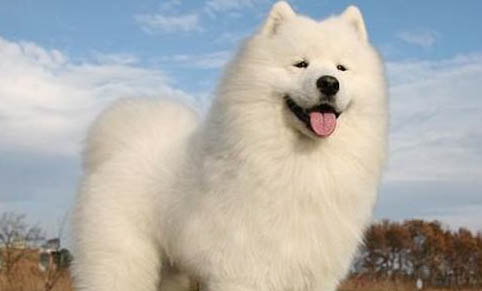 薩摩耶犬耳臭的原因及消除方法