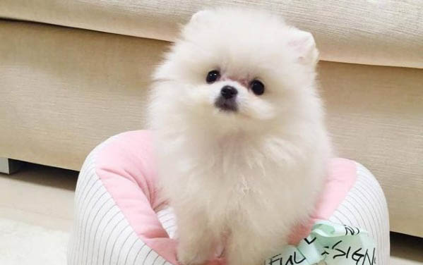 如何區分公狗母狗