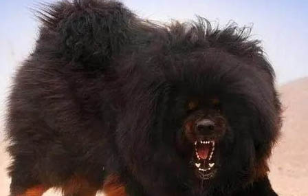 哪里有藏獒幼犬出售