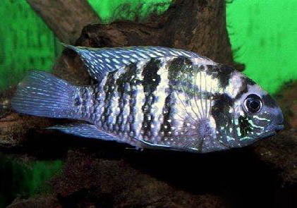 養魚需要困水多久？