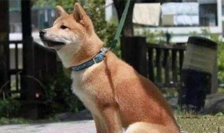 中華田園犬多少錢一只幼犬