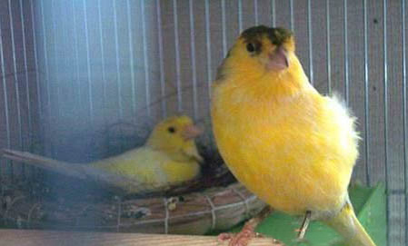 芙蓉鳥什么時候合籠