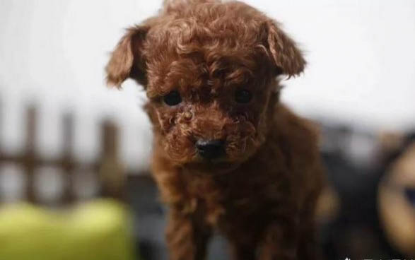 泰迪狗懷孕期間能洗澡嗎
