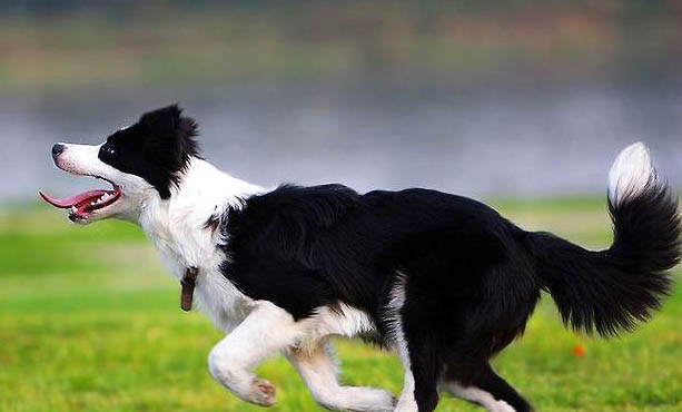 冰島牧羊犬不愛吃東西的原因都是什么