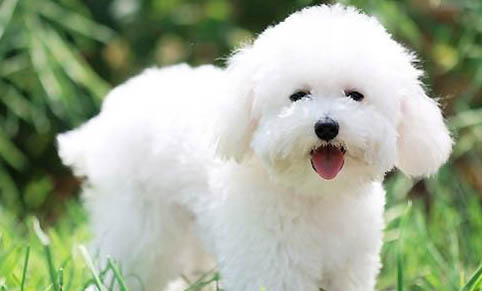 犬瘟熱前兆