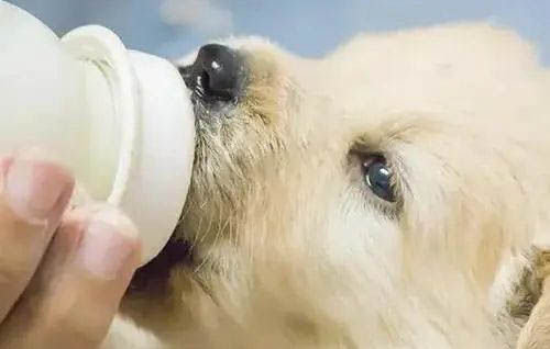 狗狗出生多久可以斷奶送人