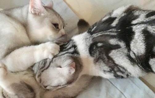 母貓生完小貓多久可以再懷孕呢？