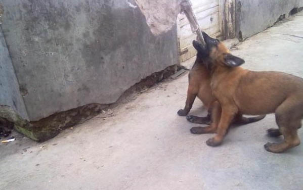 東德和馬犬哪個兇猛