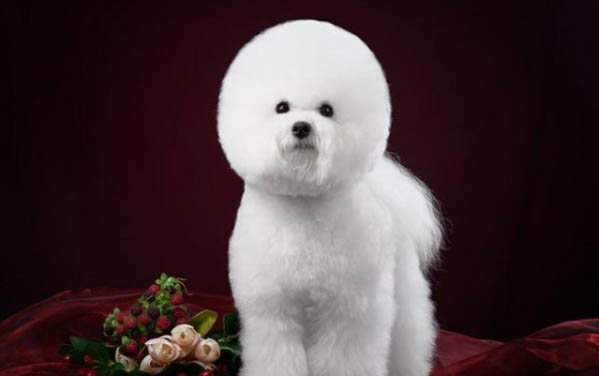 比熊犬怎么訓(xùn)練大小便呢