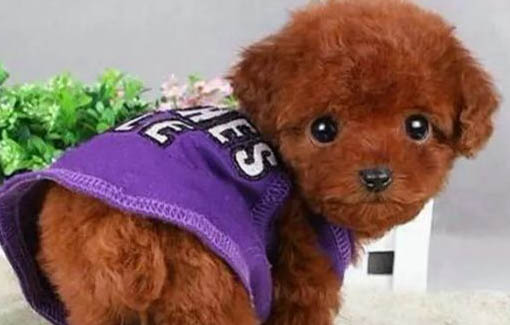 如何對泰迪犬進行毛發護理