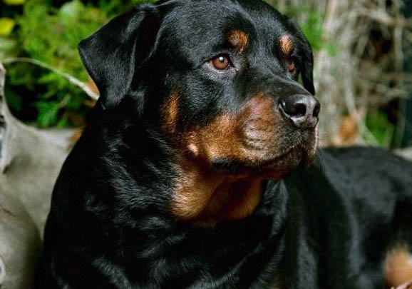 羅威納犬一生認幾個主人？禁養嗎
