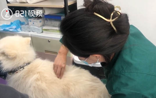 狗狗驅(qū)蟲后多久可以洗澡