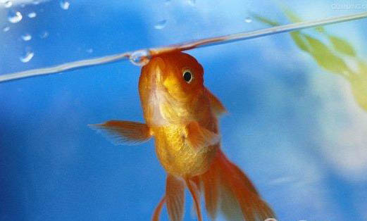家養的小金魚吃什么食物？