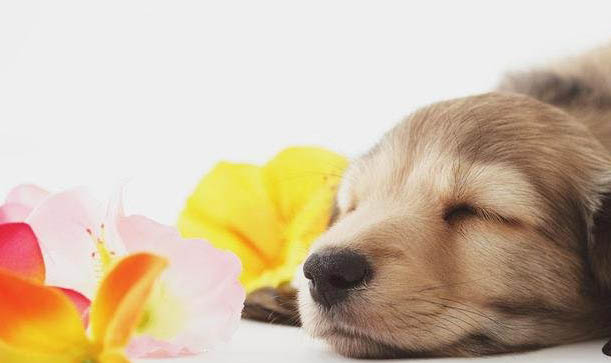 幼犬感冒多久才能好啊
