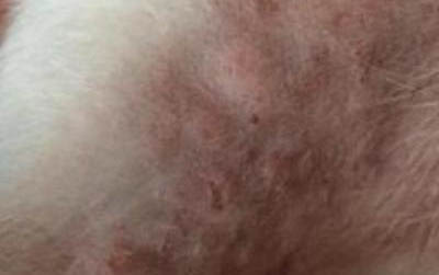 腸炎寧顆粒狗可以吃嗎