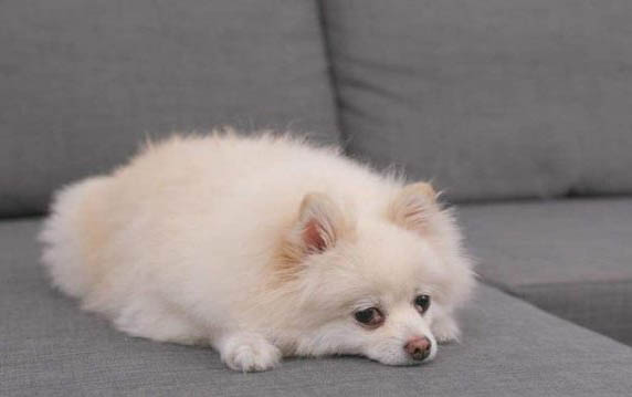 狗狗著涼的癥狀有哪些