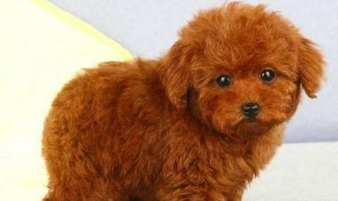 泰迪犬怎么挑選