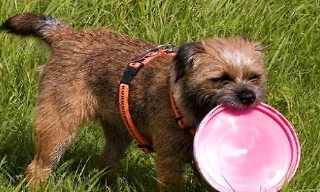英國獵狐犬的傷口怎么處理