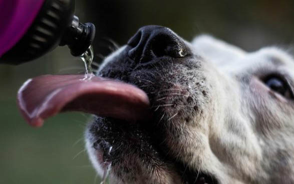 中國禁養(yǎng)犬種有哪些？