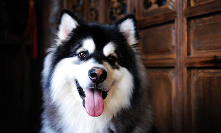 哈士奇為什么不可以當警犬