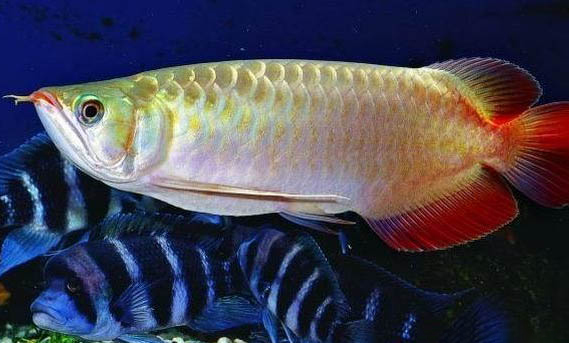 六角恐龍魚可以群養嗎