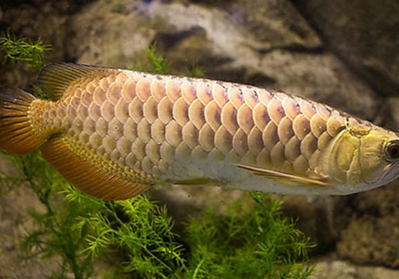 草金魚多長時間喂一次