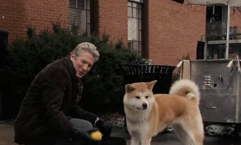 秋田犬和柴犬哪個好？