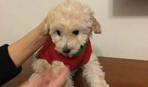 貴賓犬要多久晚上才不叫