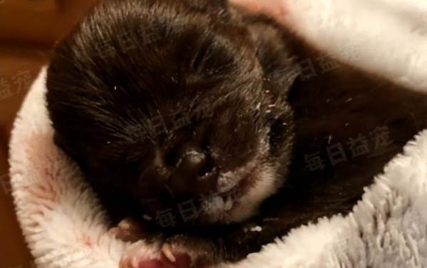 貓貓吃阿莫西林可以嗎?