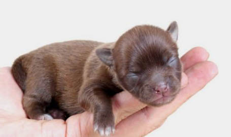 幼犬?dāng)嗄毯髴?yīng)該吃什么？