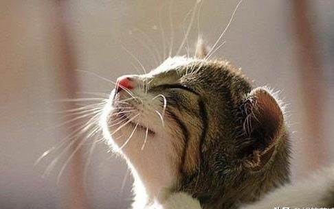貓?zhí)樵趺磸氐紫麥?怎么去除跳蚤