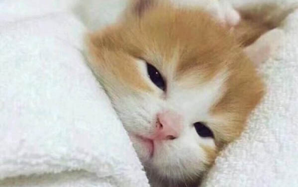 貓拉屎是綠色的該怎么辦