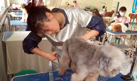 五種常見(jiàn)的工作犬種