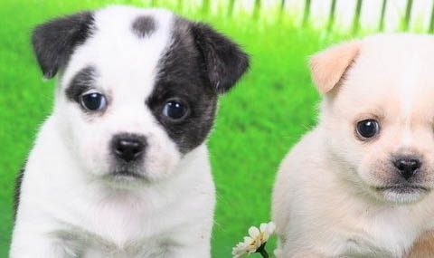 幼犬能吃西瓜嗎？