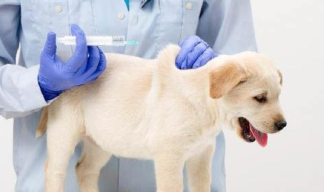 拉布拉多幼犬抵抗力怎么樣