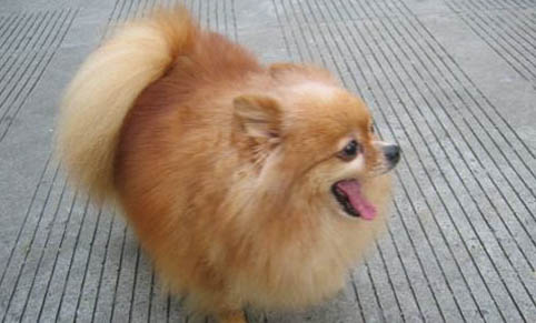 狗狗的心臟在哪里